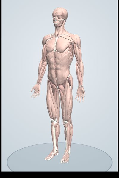 全部の筋を表示した3Dモデル
