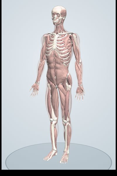 表層筋をはがした3Dモデル