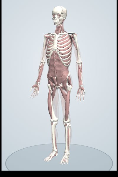中層筋もはがした3Dモデル