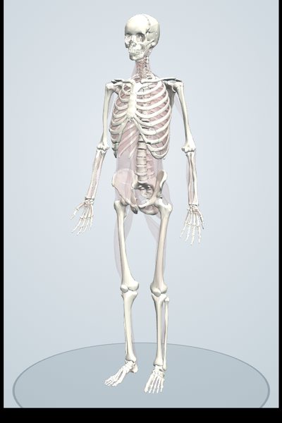 筋をすべてはがして骨格だけにした3Dモデル