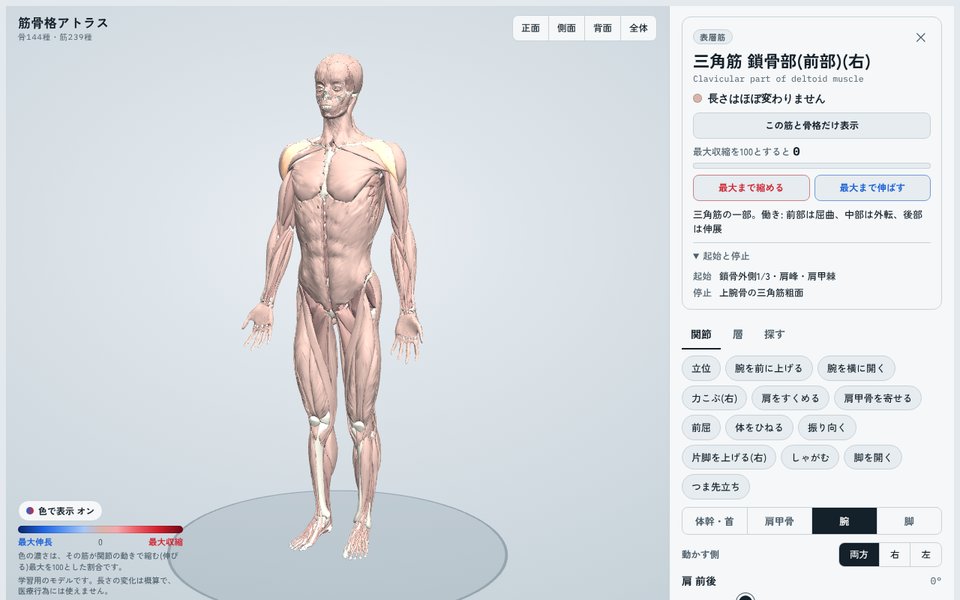 三角筋前部を選んだ画面。体を回しながら、名前・起始・停止・働きの説明が表示されている